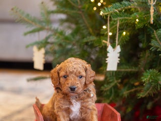 Mini Goldendoodle dogs Mini Goldendoodle Puppy 5 - Ad 32