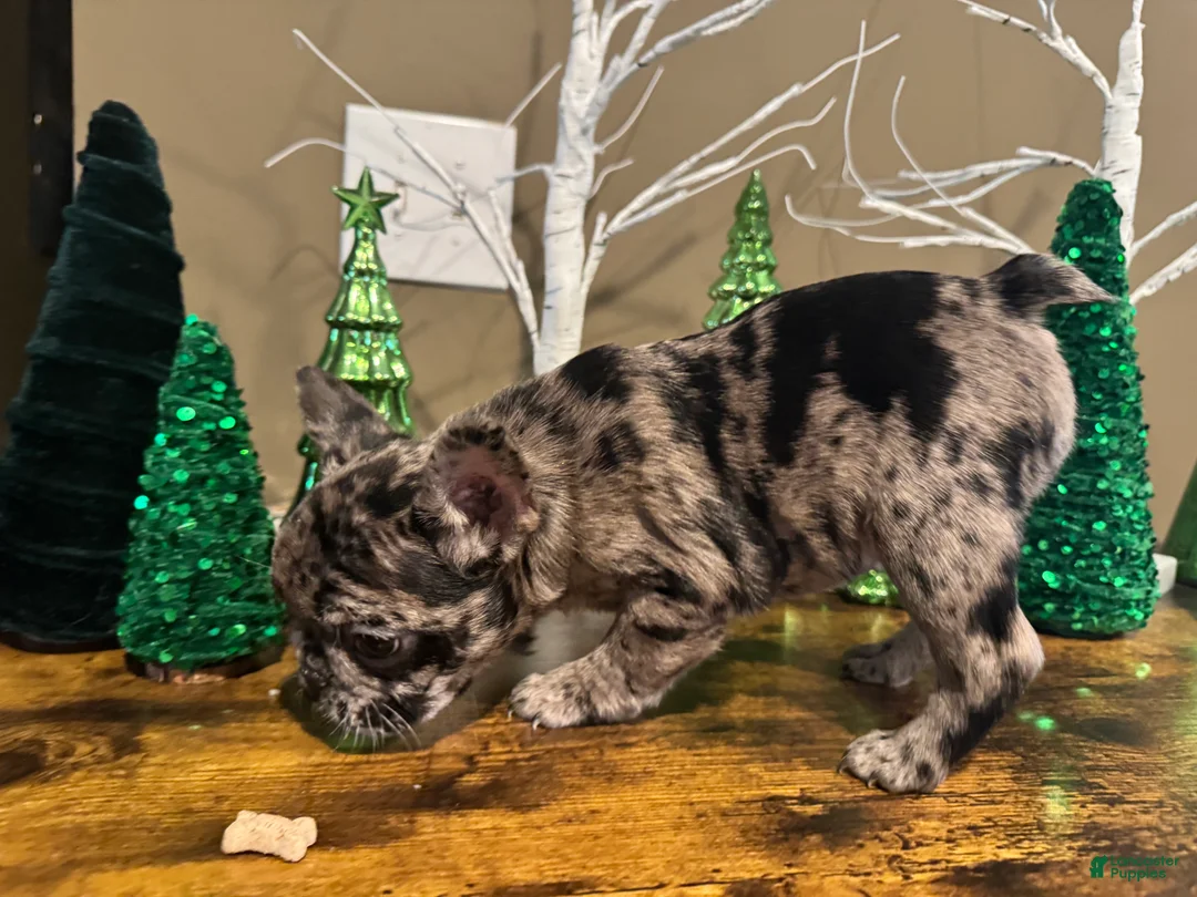 French Bulldog dogs for sale: French Bulldog Puppy 4 - Ad 7