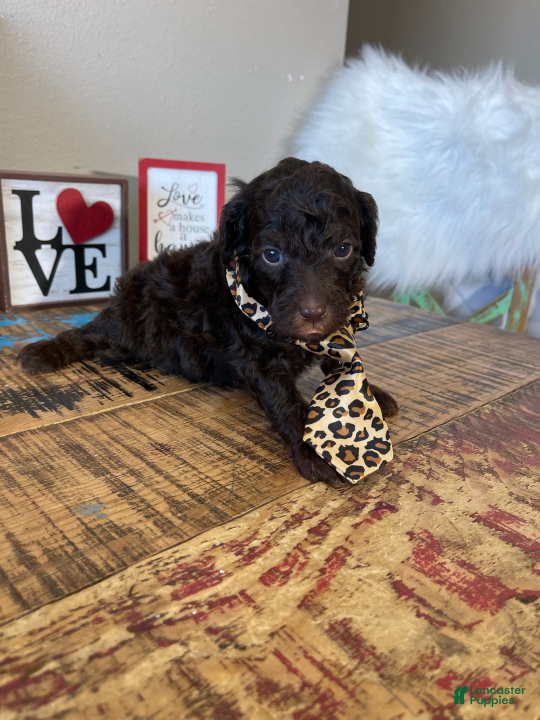 Miniature Poodle dogs for sale: Akc Clear Chocolate Phantom  - Ad 3