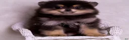 Pomeranian dogs for sale: Vizio - Ad 4