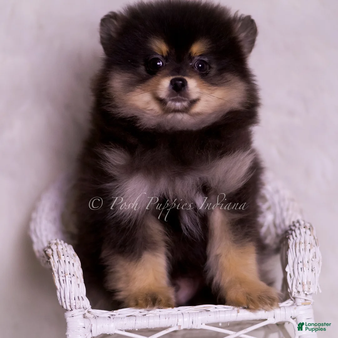 Pomeranian dogs for sale: Vizio - Ad 4