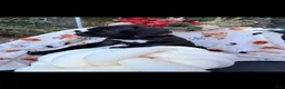Great Dane dogs for sale: Great Dane 8 - Ad 2