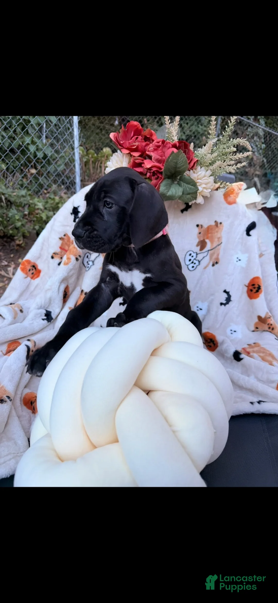 Great Dane dogs for sale: Great Dane 8 - Ad 2