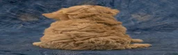Havapoo dogs for sale: Sasha - Ad 6