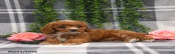 Cockapoo dogs for sale: Kara - Ad 4