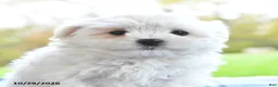 Maltese dogs for sale: Frosty - Ad 3
