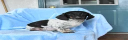 Miniature Dachshund dogs for sale: Buster - Ad 4