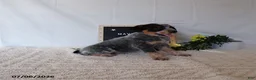 Australian Cattle Dog dogs for sale: Maverick - Ad 2