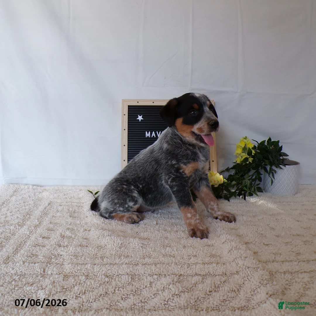 Australian Cattle Dog dogs for sale: Maverick - Ad 2