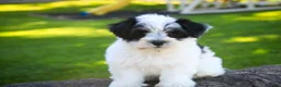 Havanese dogs for sale: Libby Havanese  - Ad 4