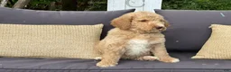 Goldendoodle dogs for sale: Willow /Black - Ad 6