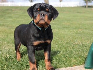 Rottweiler dogs Duke - Ad 10