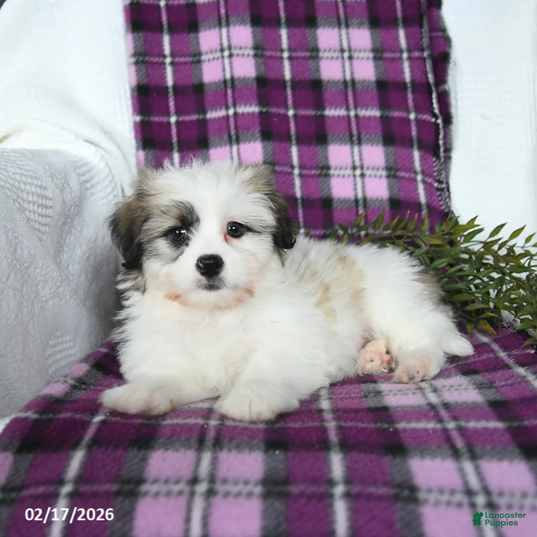 Teddy Bear dogs for sale: Waldo - Ad 4