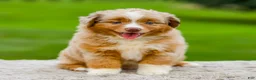 Miniature Australian Shepherd dogs for sale: Garret - Ad 7