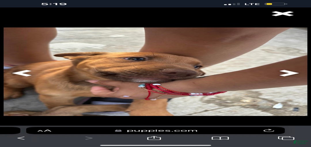 Gallery Image {{count}}