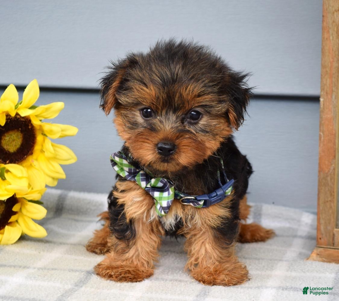 Yorkshire Terrier dogs Archie - Ad 2