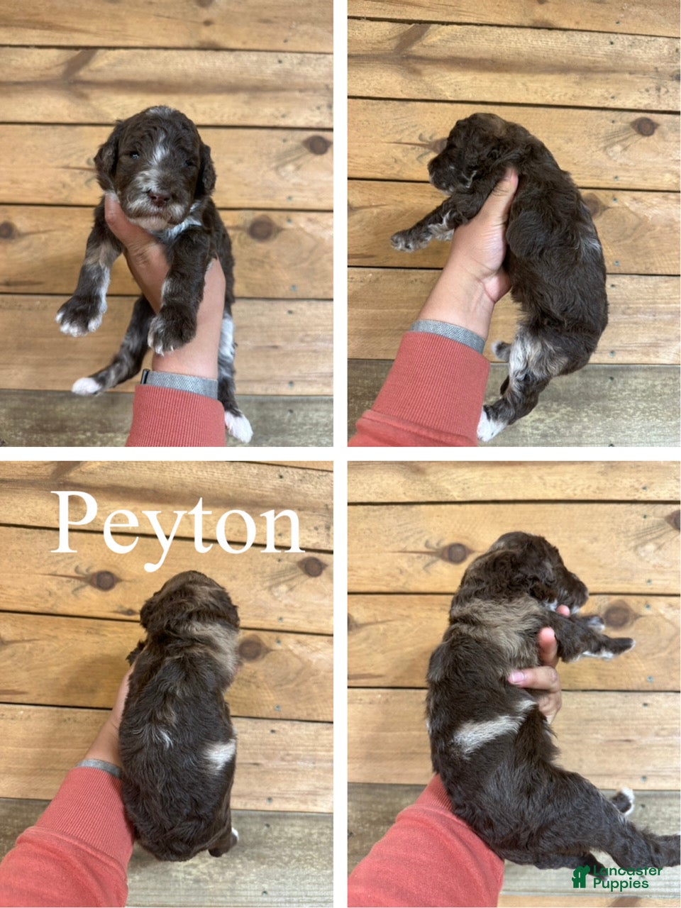 Mixed Breed dogs Peyton - Ad 1