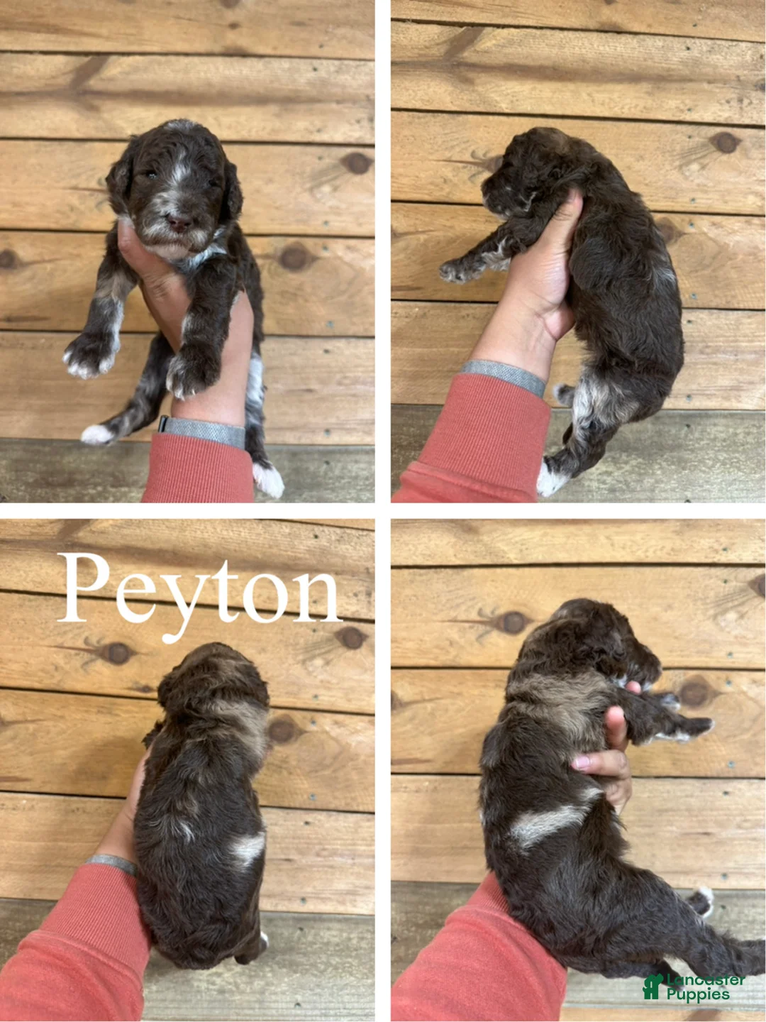 Mixed Breed dogs for sale: Peyton - Ad 1