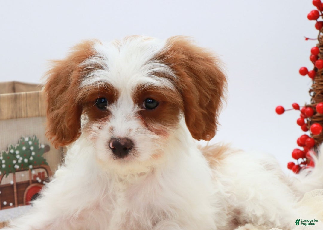 Cavapoo dogs for sale: Finn - Ad 4