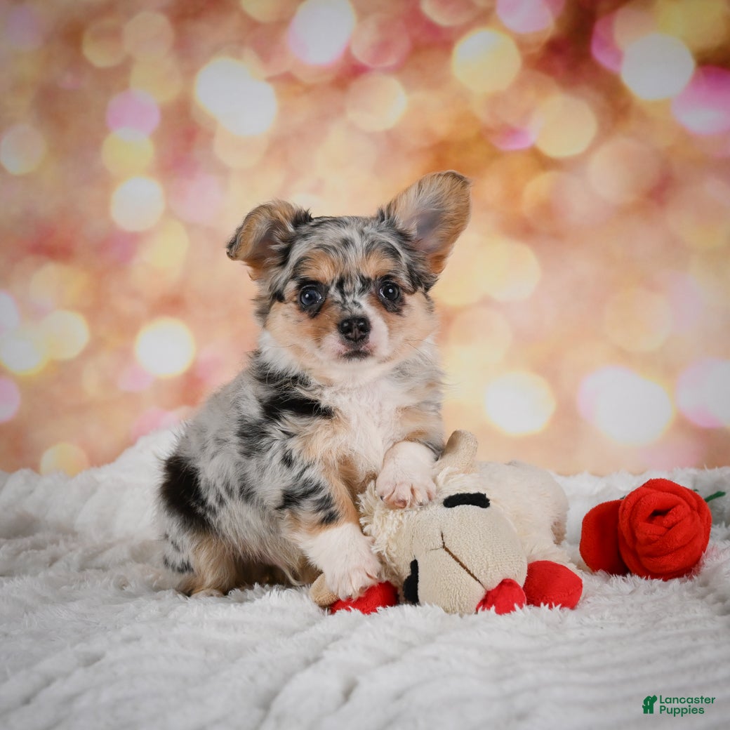 Chihuahua dogs Blake - Ad 1