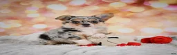 Chihuahua dogs for sale: Blake - Ad 1