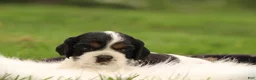 Cocker Spaniel dogs for sale: Spruce - Ad 2