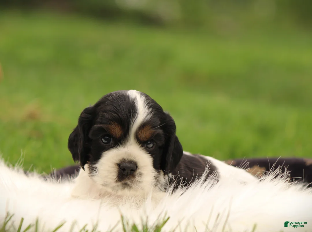 Cocker Spaniel dogs for sale: Spruce - Ad 2