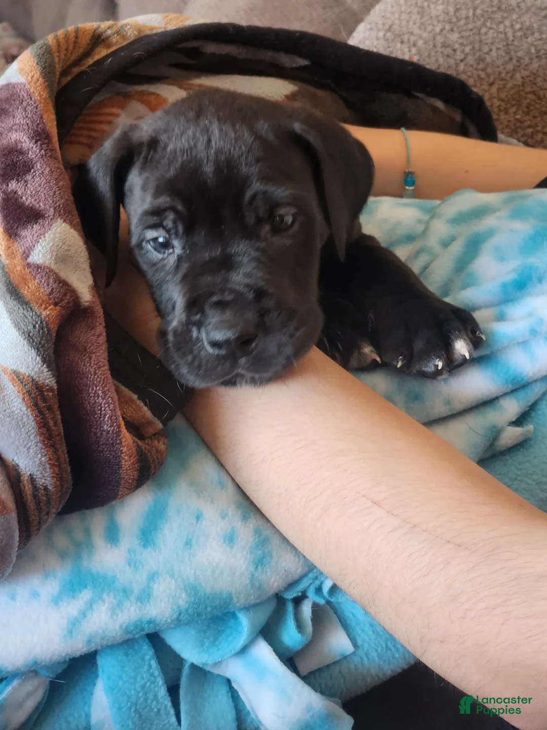 Great Dane dogs for sale: Great Dane Puppy Gibby - Ad 2