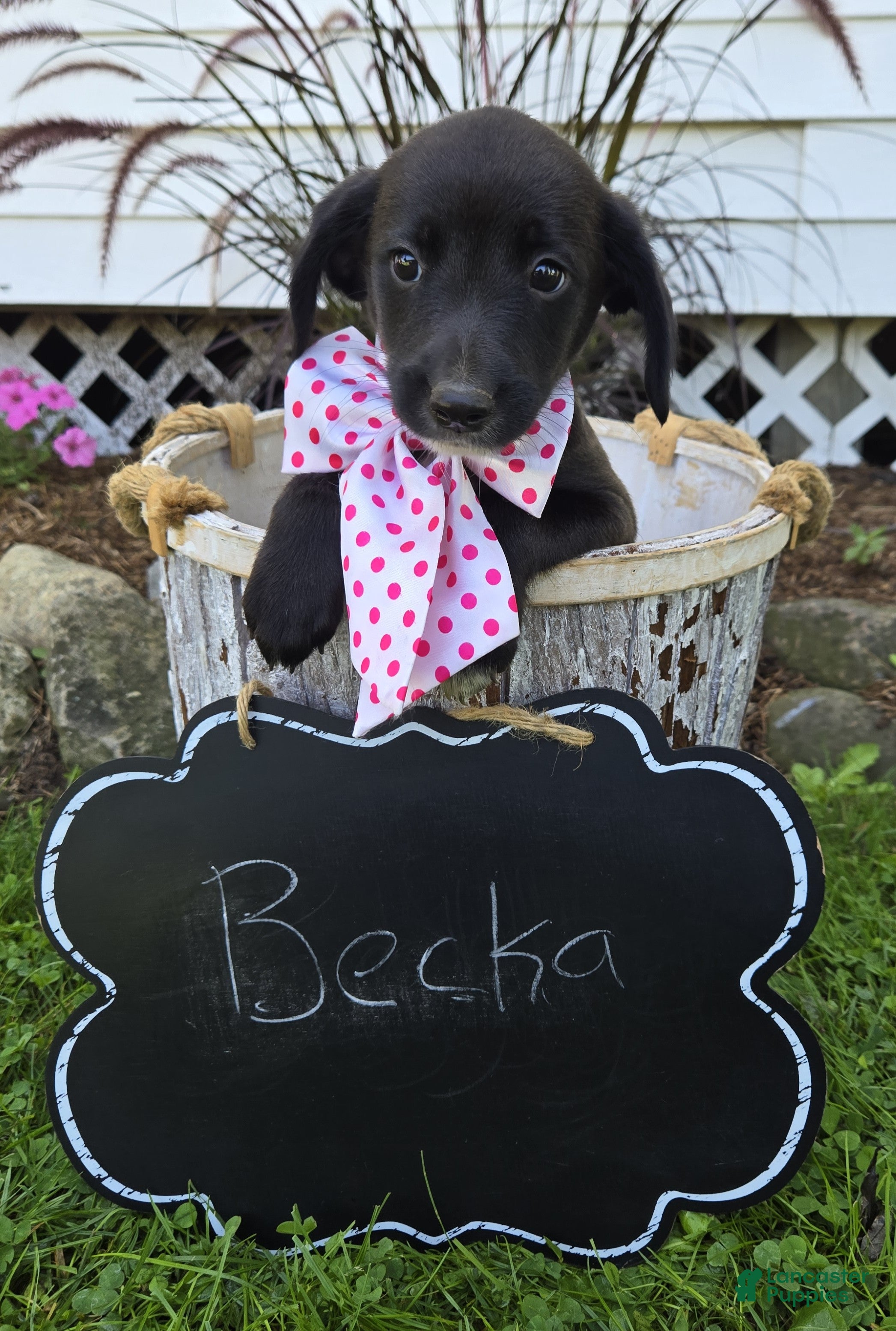 Mixed Breed dogs Becka - Ad 2