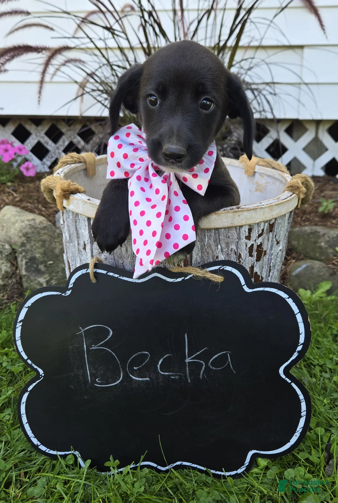 Mixed Breed dogs for sale: Becka - Ad 2