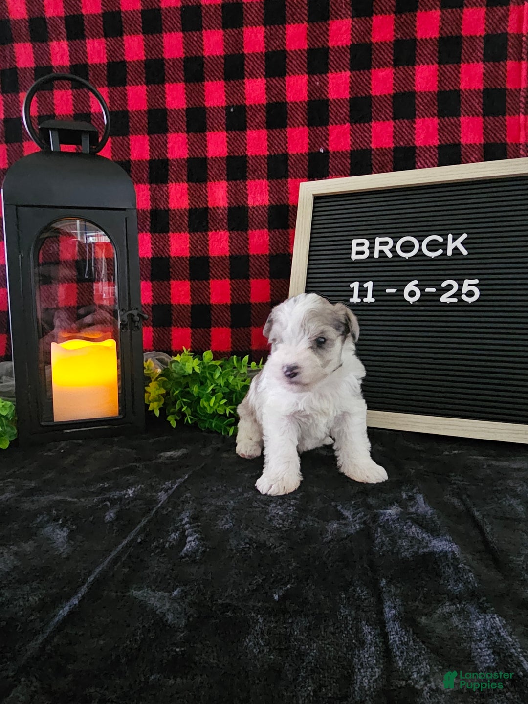 Miniature Schnauzer dogs for sale: Brock - Ad 1