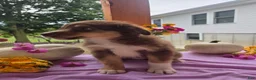 Australian Shepherd dogs for sale: Caramel - Ad 9