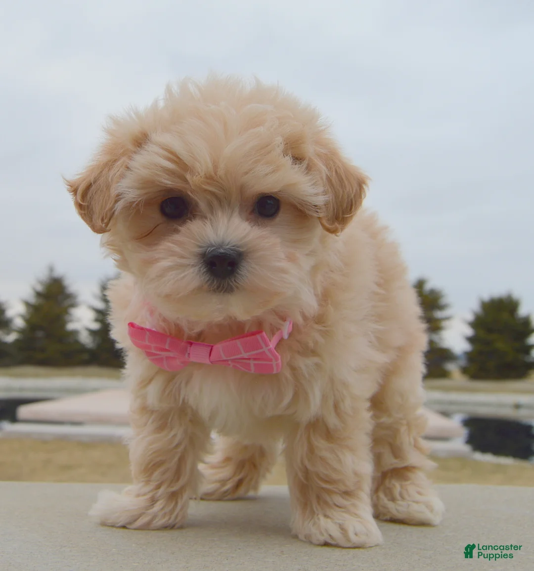 Maltipoo dogs for sale: Maggie - Ad 8