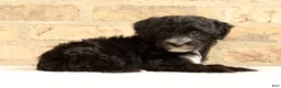 Yochon dogs for sale: Rover - Ad 5