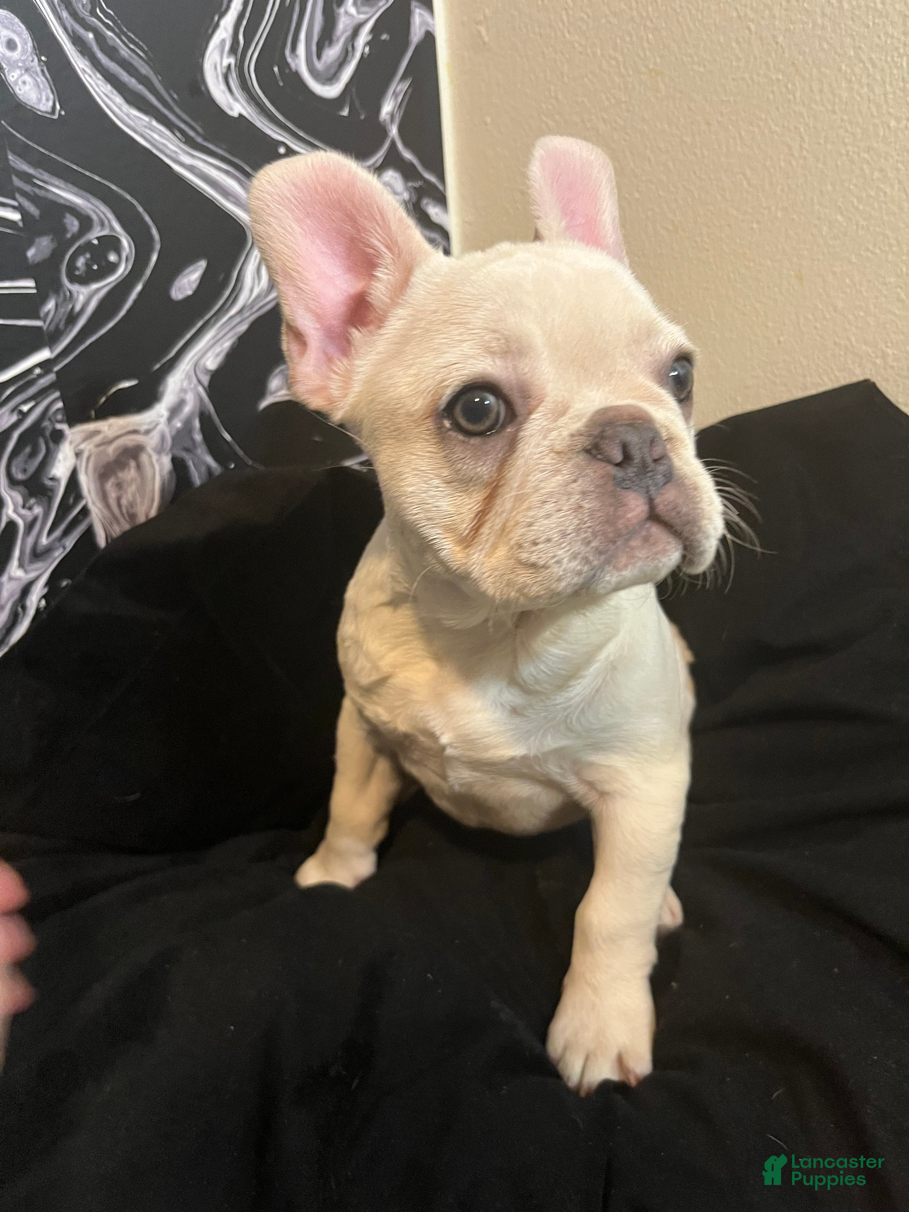 French Bulldog dogs Diva - Ad 3