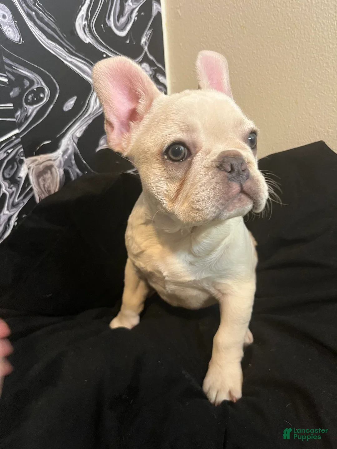 French Bulldog dogs for sale: Diva - Ad 1