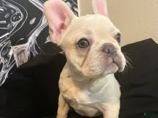 French Bulldog dogs Diva - Ad 3