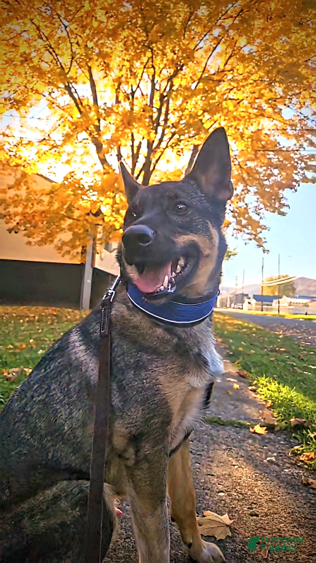 Gallery Image {{count}}