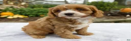 Cavapoo dogs for sale: Theo - Ad 3
