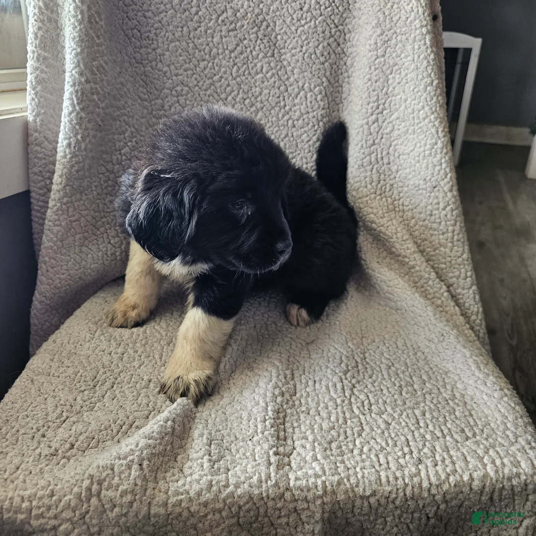 Mixed Breed dogs for sale: Grace - Ad 3