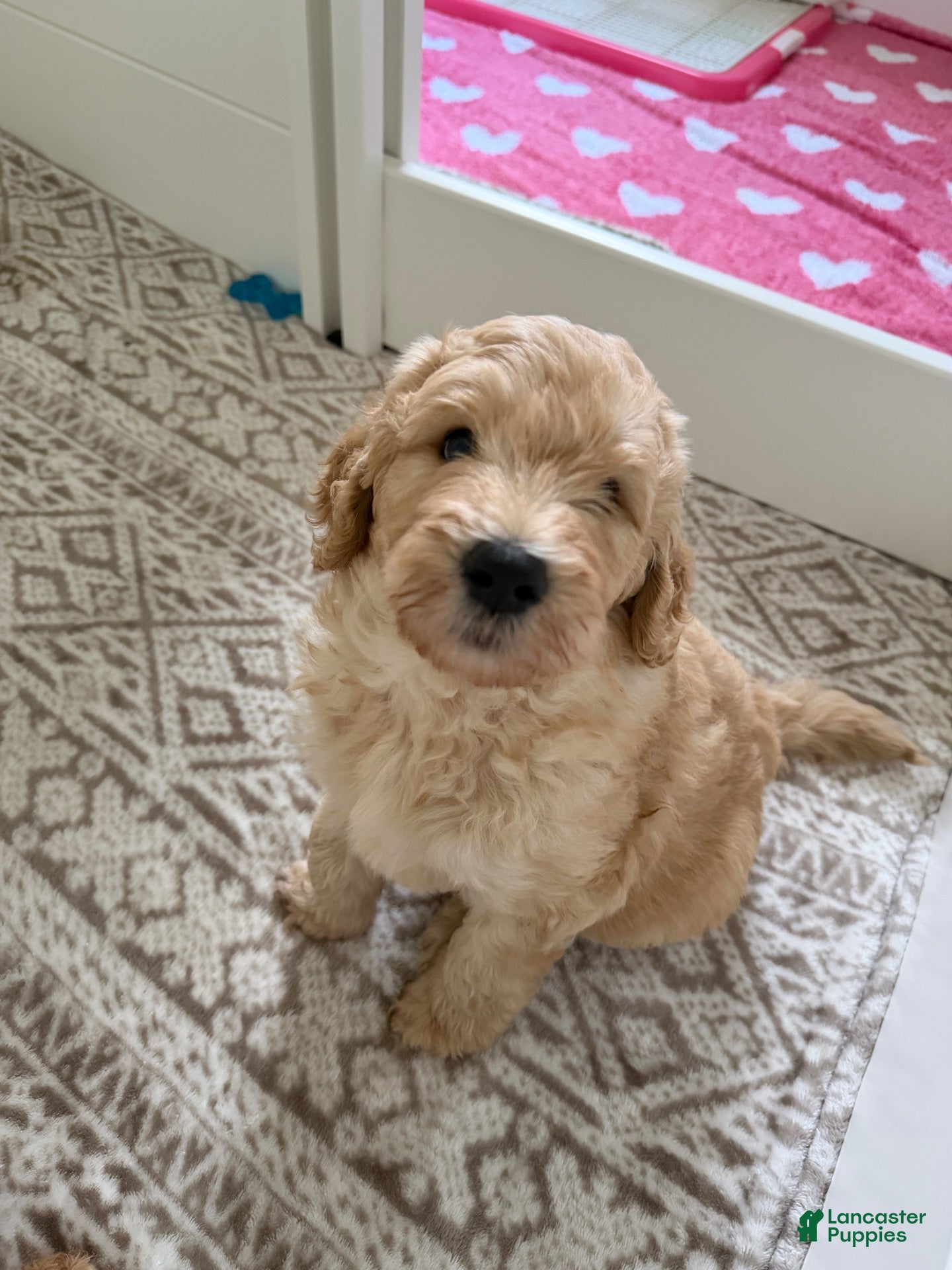 Goldendoodle dogs for sale: Kookie  - Ad 1