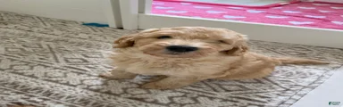 Kookie 