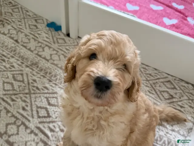 Goldendoodle dogs for sale: Kookie - Ad 1