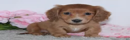 Miniature Dachshund dogs for sale: Ivana - Ad 3