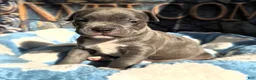 American Bully dogs for sale: "DMX" BLUE NOSE / BLUE EYES - Ad 1