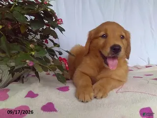 Golden Retriever dogs Autumn - Ad 29