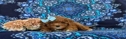 Toy Poodle dogs for sale: Shiloh 9 lbs Full Grown - Ad 7