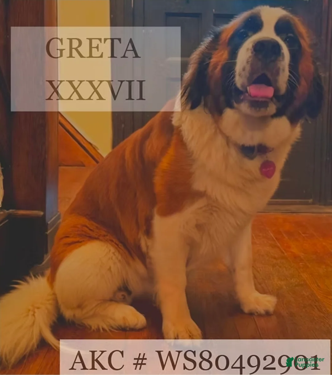 Saint Bernard dogs for sale: Saint Bernard Puppy 10 - Ad 2