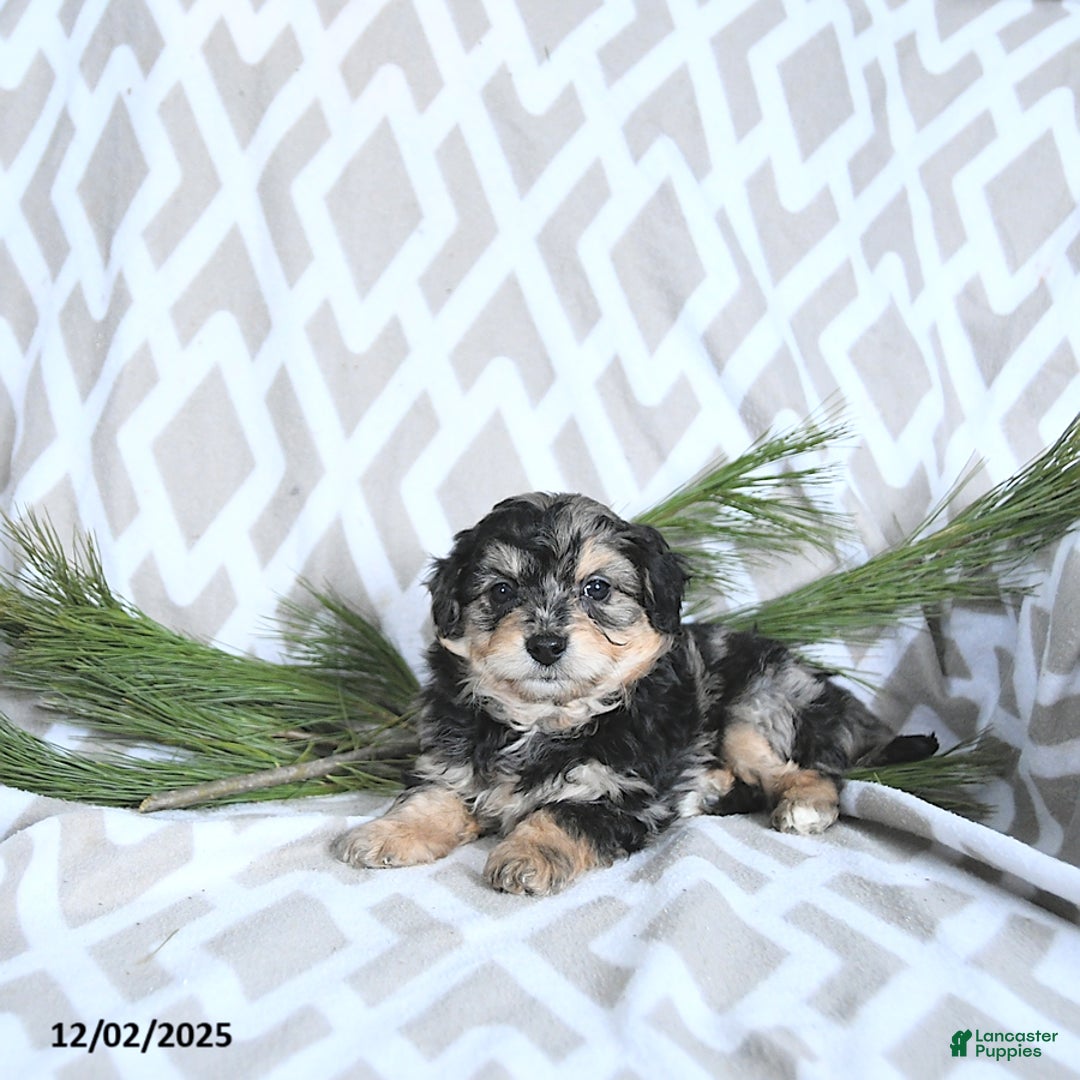 Maltipoo dogs for sale: Cupid - Ad 2