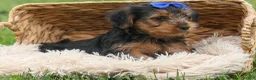 Yorkshire Terrier dogs for sale:  Bruno 🐶 - Ad 2